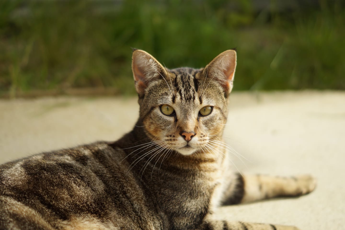 A tabby cat lying on pale sand, looking at the camera, with green grass blurred behind.