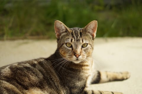 A tabby cat lying on pale sand, looking at the camera, with green grass blurred behind.