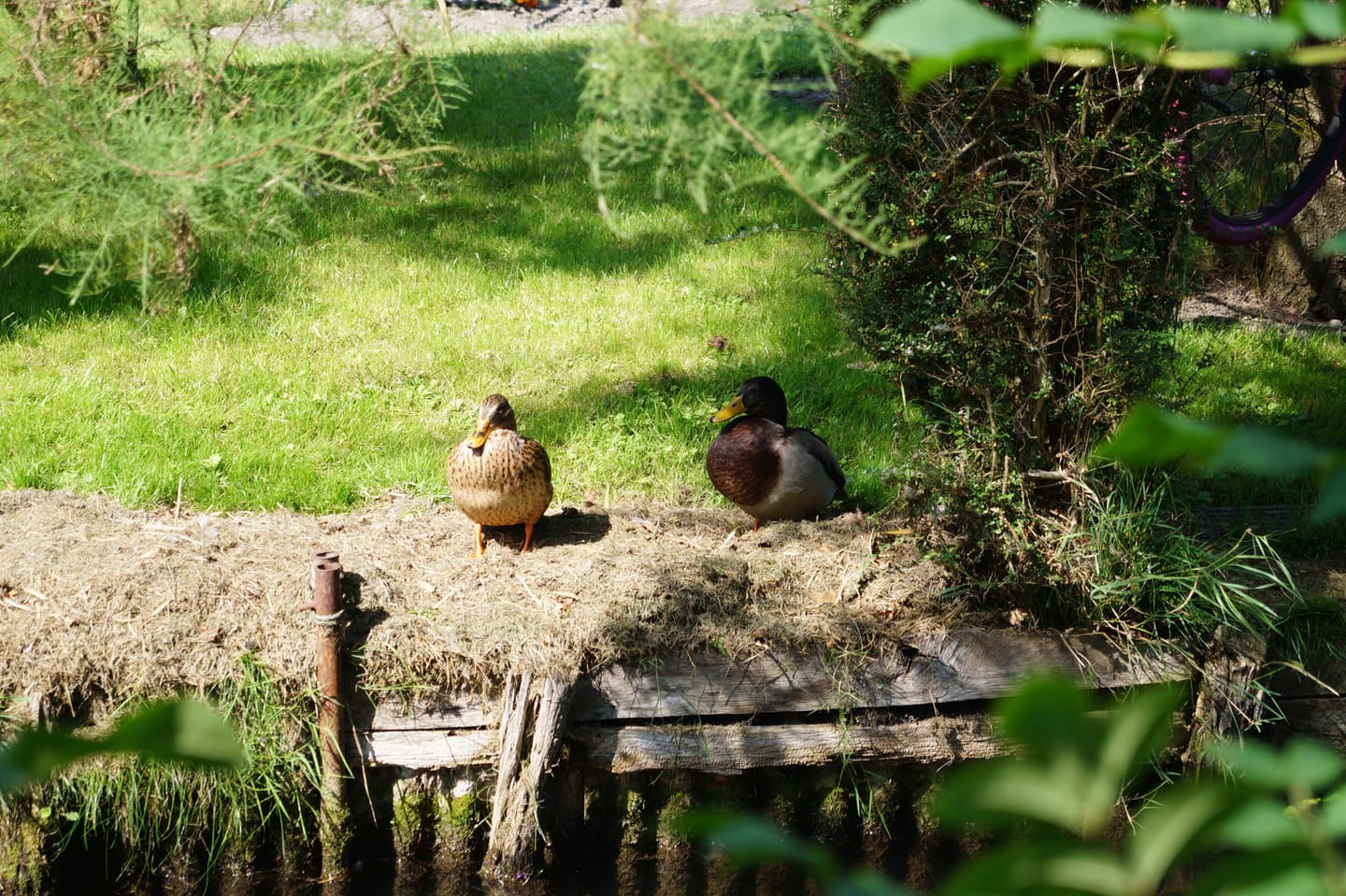 A pair of mallard ducks standing on a wooden bank beside a pond, surrounded by grass and foliage.
