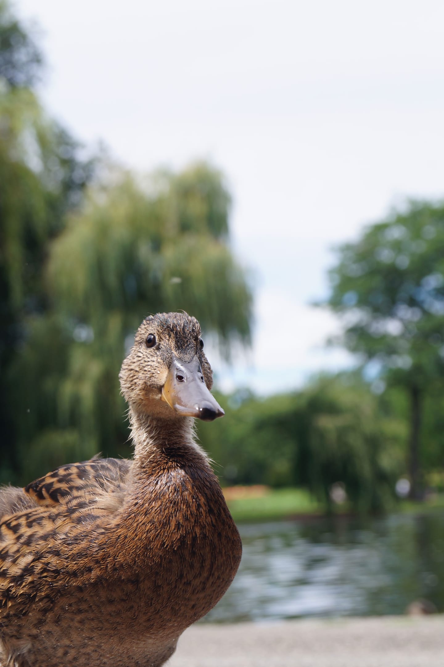 Close-up of a brown female mallard duck beside a park pond, with willow trees softly blurred behind.