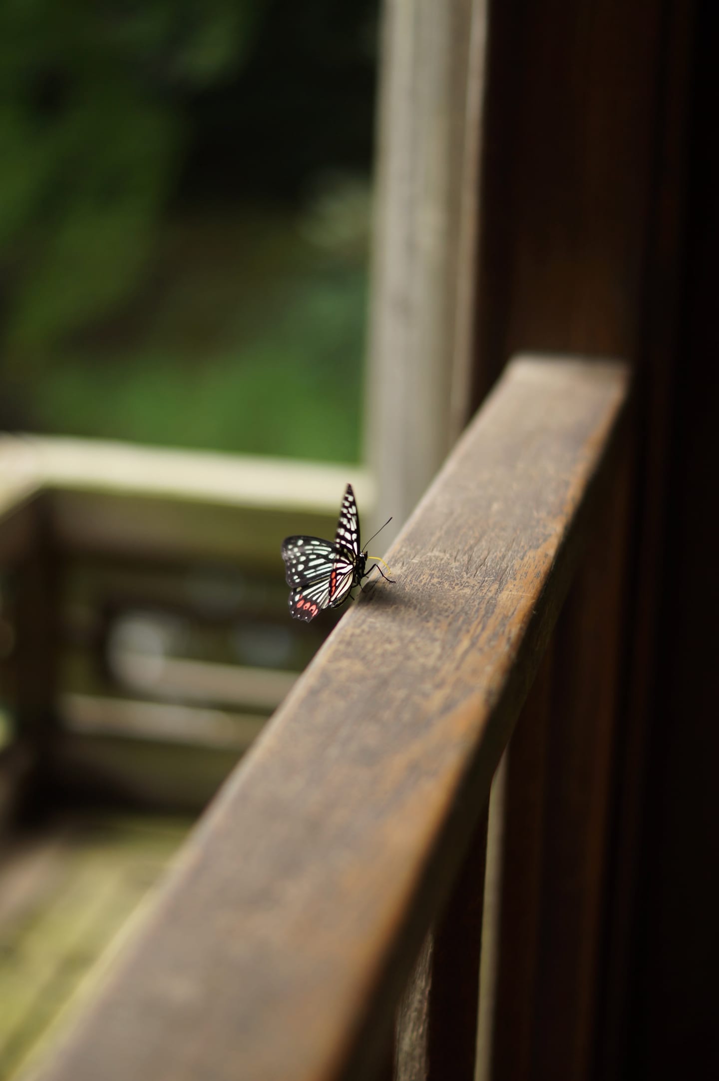 A black-and-white spotted butterfly resting on a wooden balcony railing, with greenery beyond.