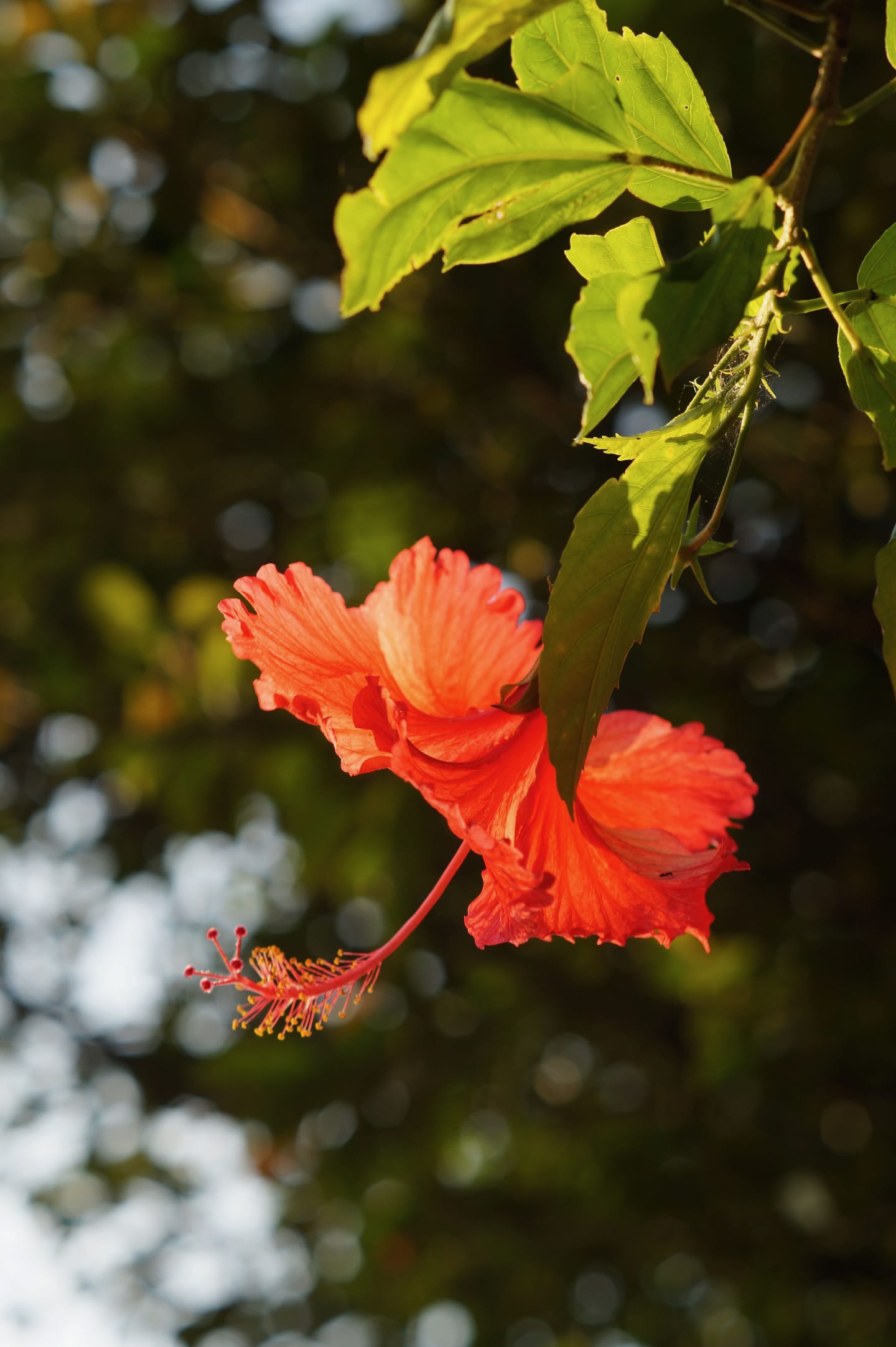 A bright red hibiscus flower hanging from a leafy branch in warm evening light.