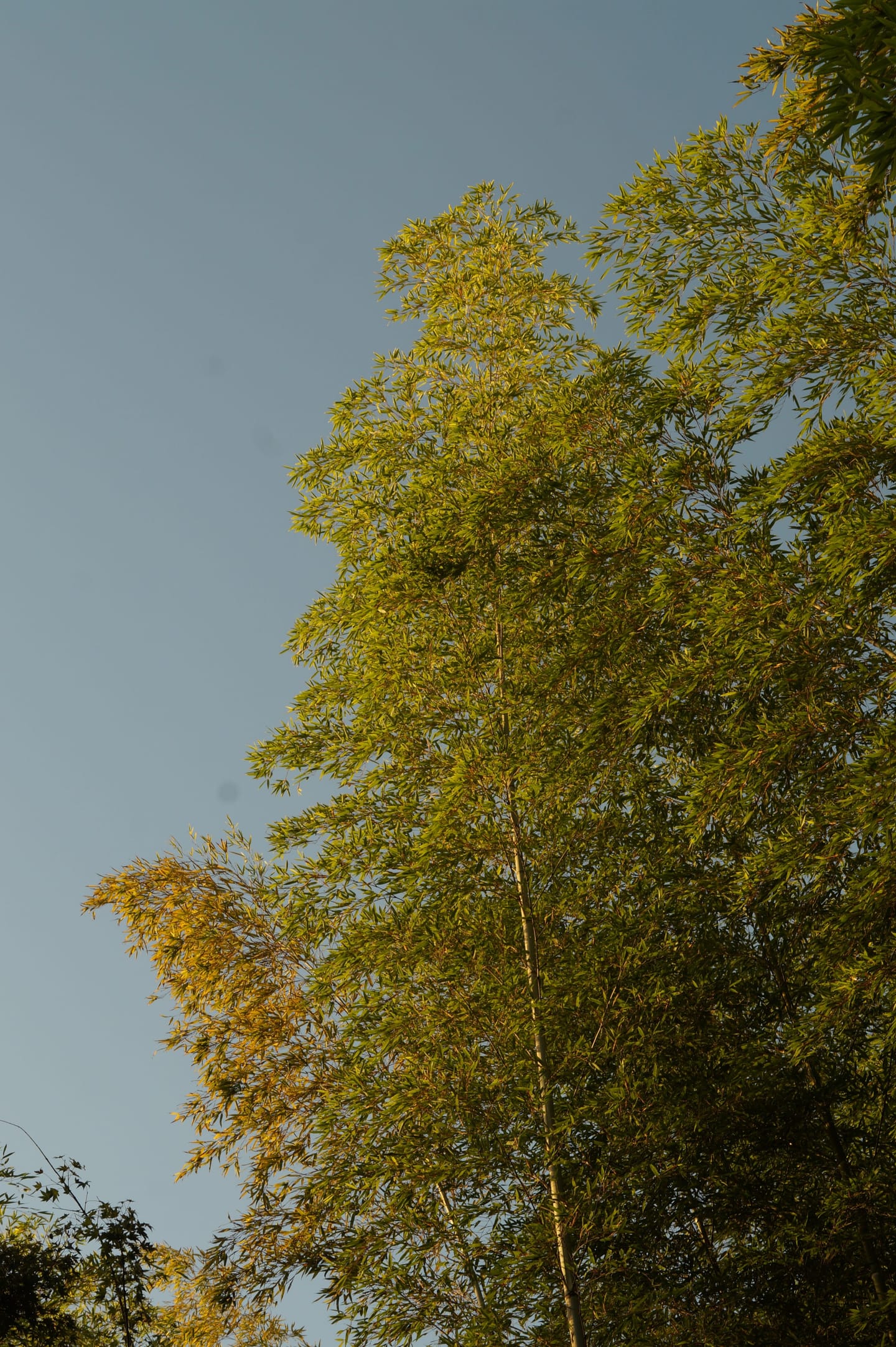 Tall, slender bamboo catching golden light against a clear blue evening sky.