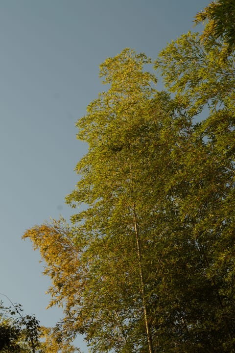 Tall, slender bamboo catching golden light against a clear blue evening sky.