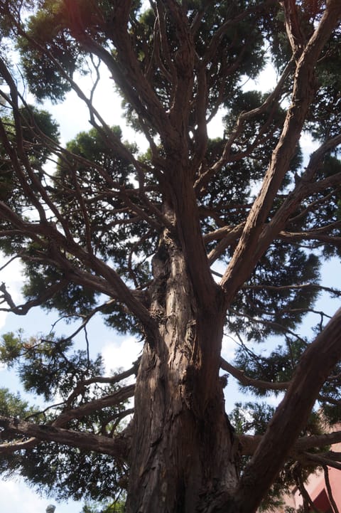 Looking up the reddish trunk of a large evergreen tree into its spreading branches and blue sky.